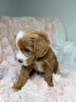 Nova , a female Cavapoo for sale in Louisville, KY – 3 of 8