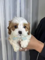 crew, a male Cavapoo for sale in Louisville, KY – Photo 10 of 10