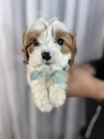 crew, a male Cavapoo for sale in Louisville, KY – Photo 5 of 10