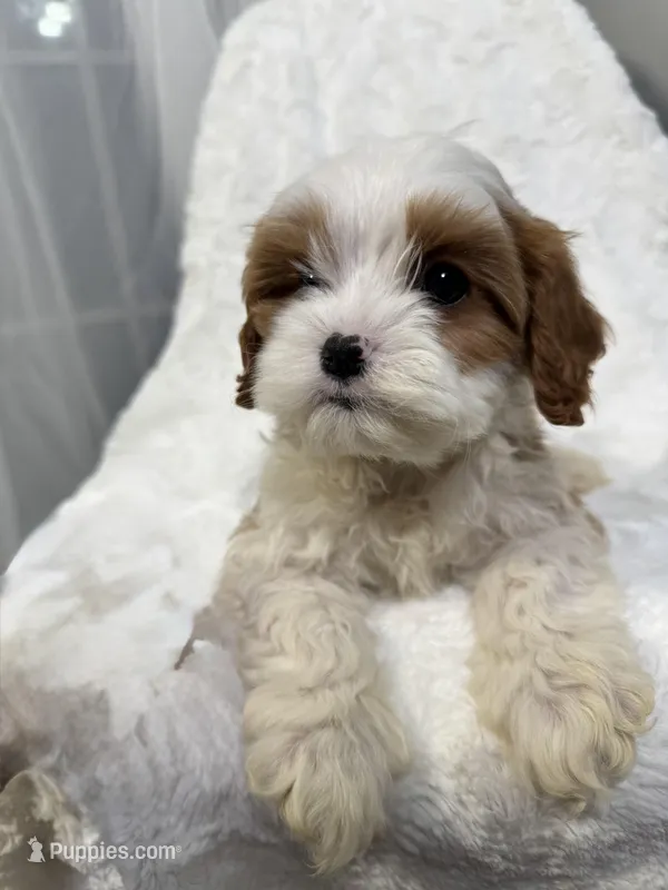 crew – Cavapoo puppy for sale in Louisville, KY