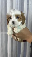 crew, a male Cavapoo for sale in Louisville, KY – Photo 7 of 10