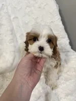 crew, a male Cavapoo for sale in Louisville, KY – Photo 6 of 10