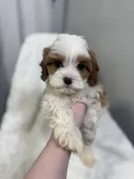 crew, a male Cavapoo for sale in Louisville, KY – Photo 8 of 10