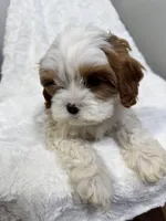 crew, a male Cavapoo for sale in Louisville, KY – Photo 4 of 10