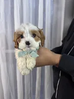 crew, a male Cavapoo for sale in Louisville, KY – Photo 9 of 10