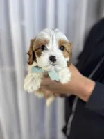 crew, a male Cavapoo for sale in Louisville, KY – Photo 3 of 10