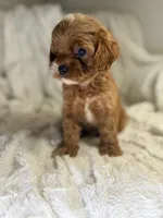 Apollo, a male Cavapoo for sale in Louisville, KY – 3 of 8