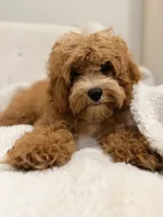 Shane , a male Cavapoo for sale in Louisville, KY – 2 of 10
