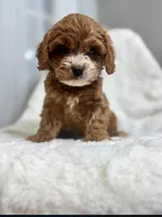 processed/03e9f551-54de-48cd-9003-f5a7c2f49a21/listing/fceb19da-917f-4066-9d81-692d79594e01/4ee1f4ca-0989-4ad8-b23d-8b169c3d467c