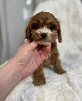 processed/03e9f551-54de-48cd-9003-f5a7c2f49a21/listing/fceb19da-917f-4066-9d81-692d79594e01/5193f8a3-ec50-4a5e-bf16-874880168ebf