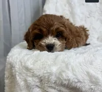 processed/03e9f551-54de-48cd-9003-f5a7c2f49a21/listing/fceb19da-917f-4066-9d81-692d79594e01/c0731eb1-903c-4b13-8830-f675344dfc97