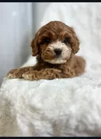 processed/03e9f551-54de-48cd-9003-f5a7c2f49a21/listing/fceb19da-917f-4066-9d81-692d79594e01/f5a58f90-1fe2-4848-9929-ee64bd490dfa