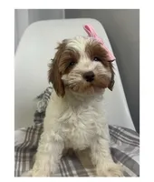 processed/03e9f551-54de-48cd-9003-f5a7c2f49a21/listing/fdbe28bb-8523-418f-8ed1-01b596158a88/f38c9c71-3add-4c8b-a772-32f93d8567b0