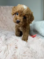 Sun, a female Cavapoo for sale in Louisville, KY – 2 of 8