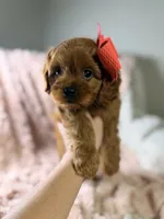 Luna , a female Cavapoo for sale in Louisville, KY – 8 of 9