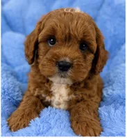 Ollie , a male Cavapoo for sale in Louisville, KY – 5 of 10