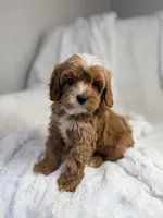 Pluto, a male Cavapoo for sale in Louisville, KY – 3 of 9