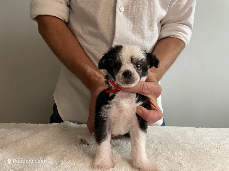 Powder Puff - Female - Red  – Chinese Crested puppy for sale in Tampa, FL