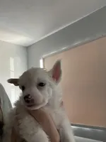 Powder Puff - Female - White , a female Chinese Crested for sale in Tampa, FL – 3 of 3
