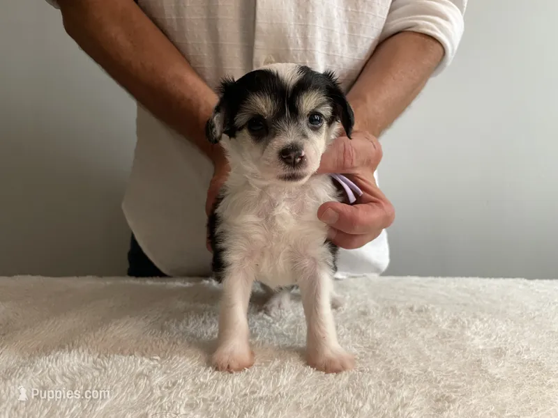 Powder Puff - Female - lavender  – Chinese Crested puppy on hold in Tampa, FL