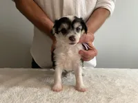 Powder Puff - Female - lavender , a female Chinese Crested for sale in Tampa, FL – 1 of 3