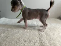Hairless - boy , a male Chinese Crested for sale in Tampa, FL – 2 of 3