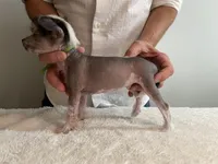 Hairless - boy , a male Chinese Crested for sale in Tampa, FL – 2 of 3