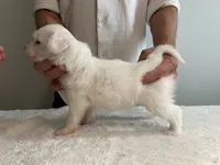 Powder Puff - Female - White , a female Chinese Crested for sale in Tampa, FL – 2 of 3