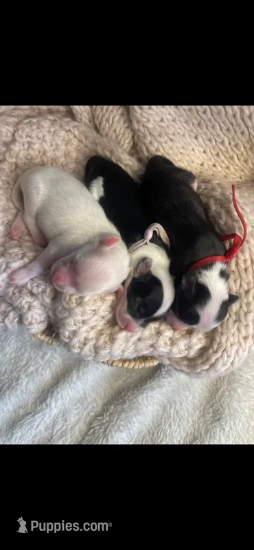Female crested – Chinese Crested puppy for sale in Tampa, FL