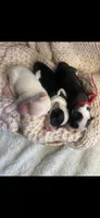 Female crested, a female Chinese Crested for sale in Tampa, FL – 1 of 1