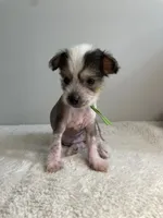 Hairless - boy , a male Chinese Crested for sale in Tampa, FL – 1 of 3