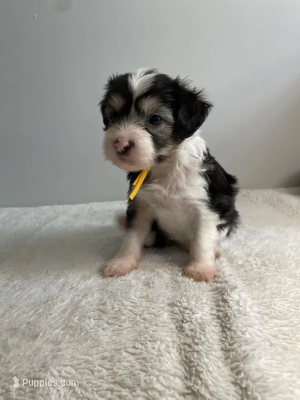 Powder Puff - Boy  – Chinese Crested puppy for sale in Tampa, FL