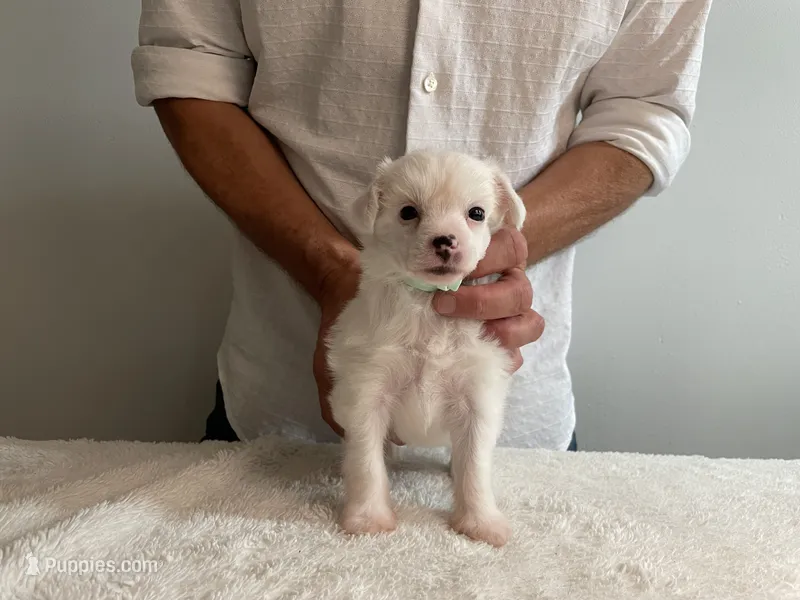 Powder Puff - Female - White  – Chinese Crested puppy for sale in Tampa, FL
