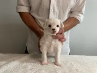 Powder Puff - Female - White , a female Chinese Crested for sale in Tampa, FL – 1 of 3