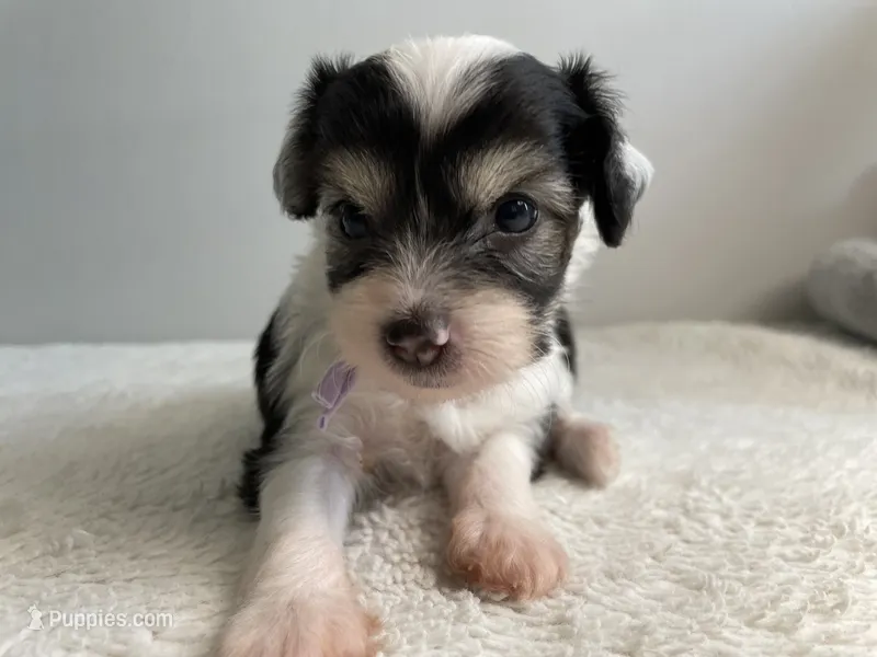 Powder Puff - Female - lavender  – Chinese Crested puppy for sale in Tampa, FL