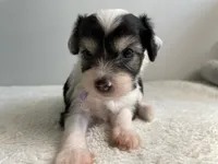 Powder Puff - Female - lavender , a female Chinese Crested for sale in Tampa, FL – 1 of 3