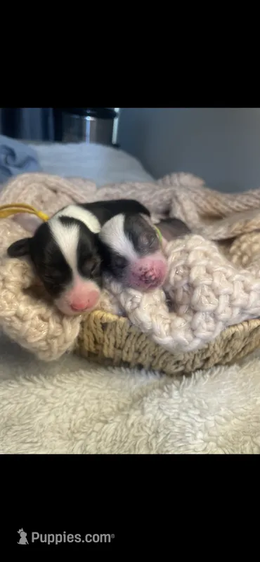 Boys – Chinese Crested puppy for sale in Tampa, FL