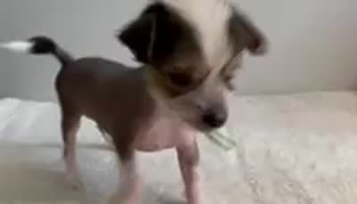 Hairless - boy , a male Chinese Crested for sale in Tampa, FL – 3 of 3