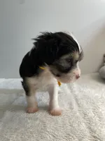 Powder Puff - Boy , a male Chinese Crested for sale in Tampa, FL – 2 of 3