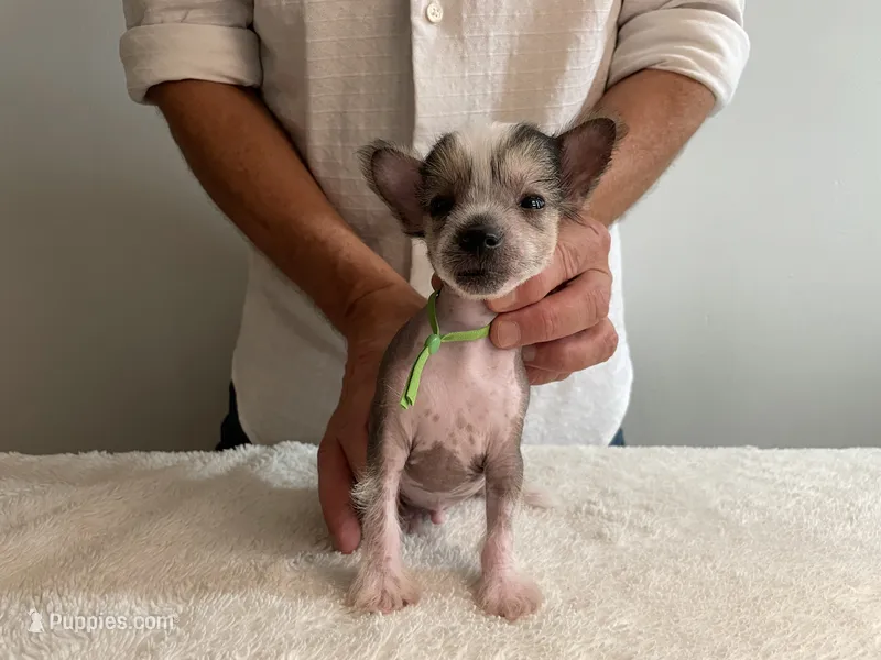 Hairless - boy  – Chinese Crested puppy for sale in Tampa, FL