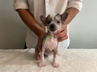 Hairless - boy , a male Chinese Crested for sale in Tampa, FL – 1 of 3