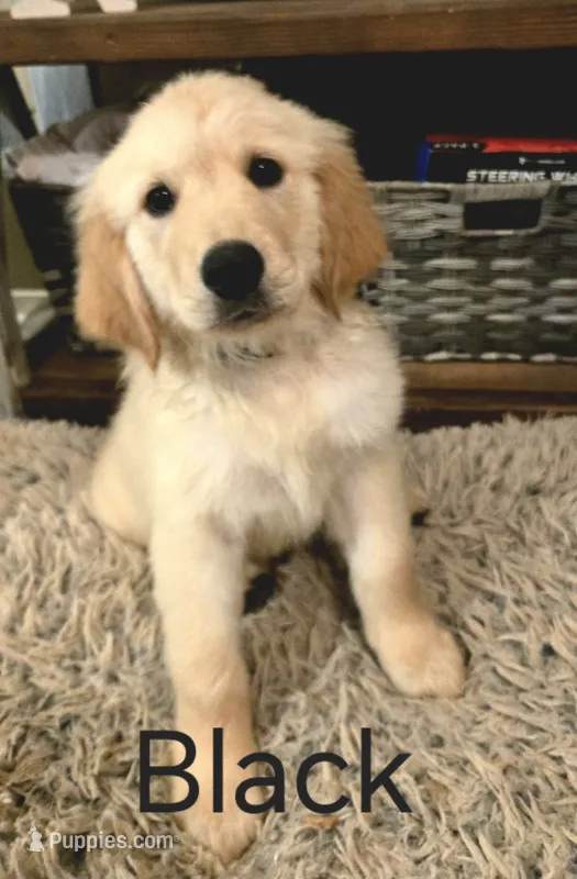 Black – Golden Retriever puppy for sale in Whitehouse, TX