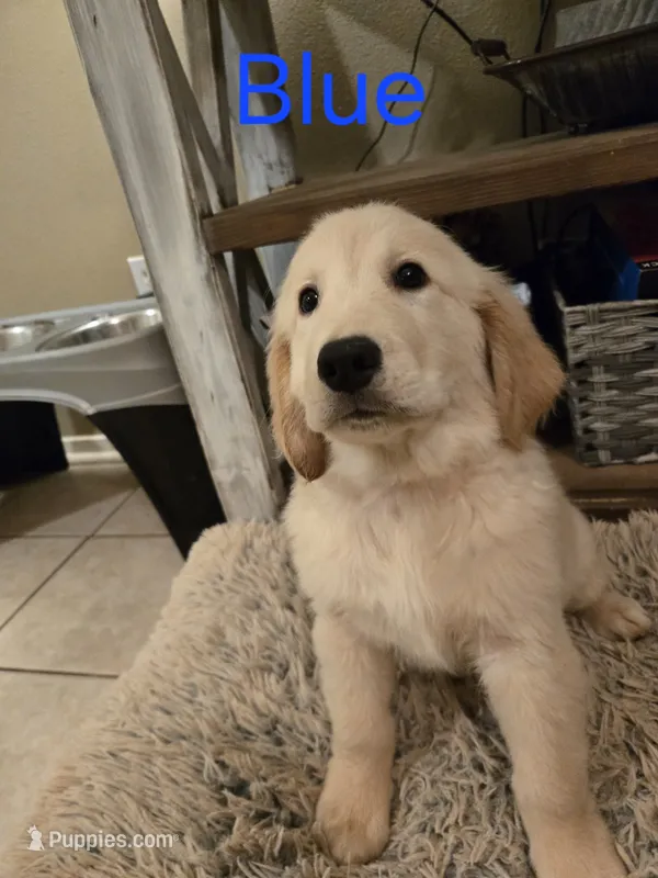 Blue – Golden Retriever puppy for sale in Whitehouse, TX