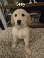 Grey, a male Golden Retriever for sale in Whitehouse, TX – 1 of 1