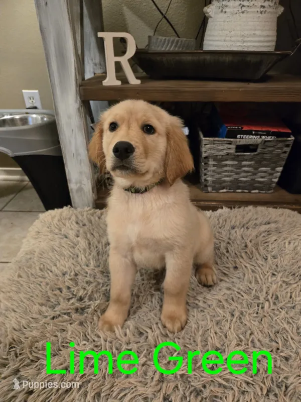 Lime Green – Golden Retriever puppy for sale in Whitehouse, TX