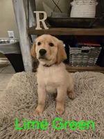 Lime Green, a male Golden Retriever for sale in Whitehouse, TX – 1 of 1