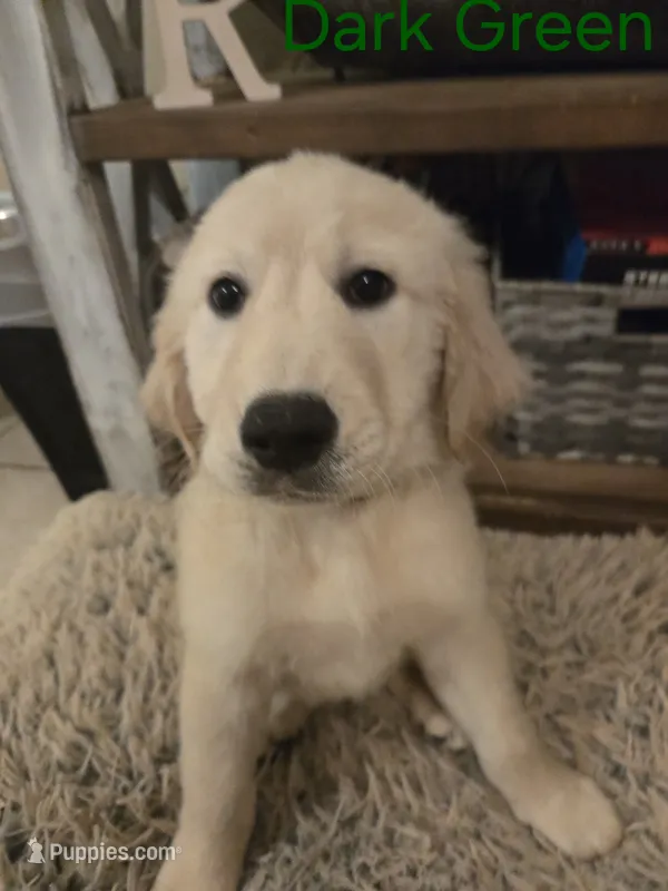 Dark Green – Golden Retriever puppy for sale in Whitehouse, TX