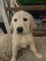 Dark Green, a male Golden Retriever for sale in Whitehouse, TX – 1 of 1