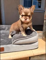 Penny, a female French Bulldog for sale in Los Angeles, CA – Photo 2 of 3