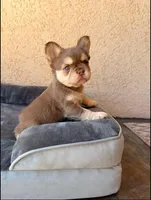 Penny, a female French Bulldog for sale in Los Angeles, CA – Photo 3 of 3